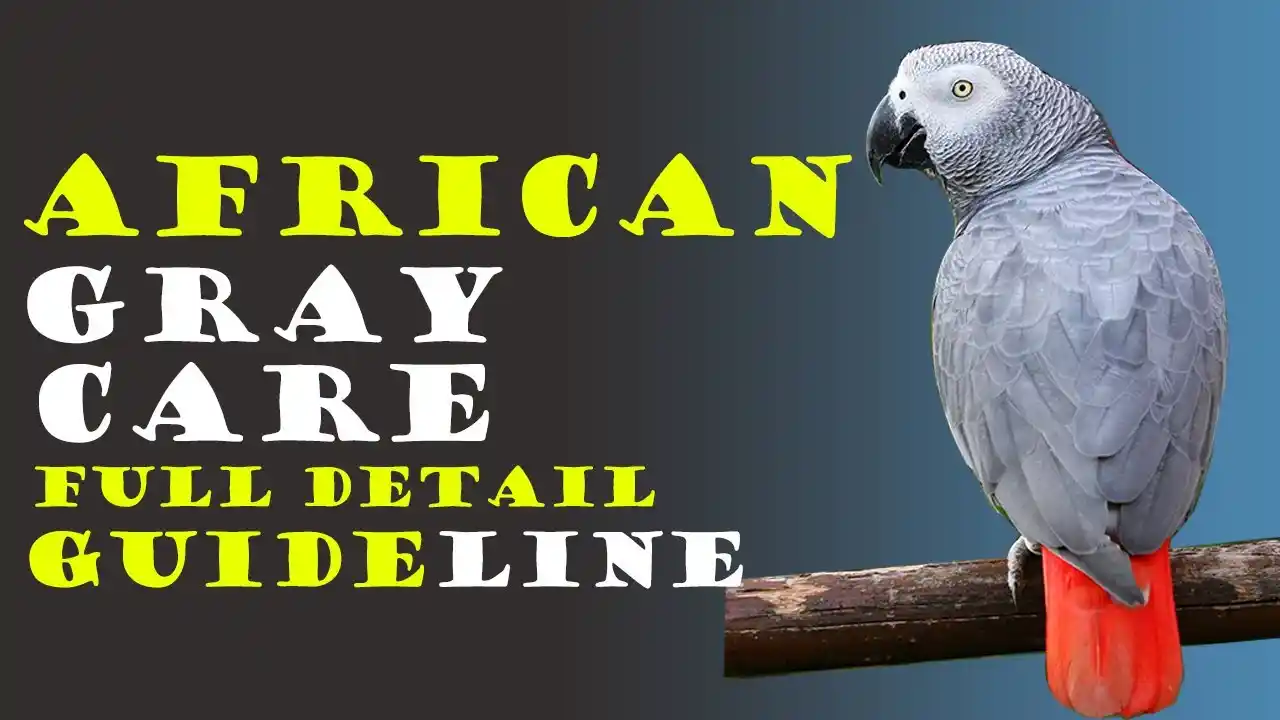 african grey parrot