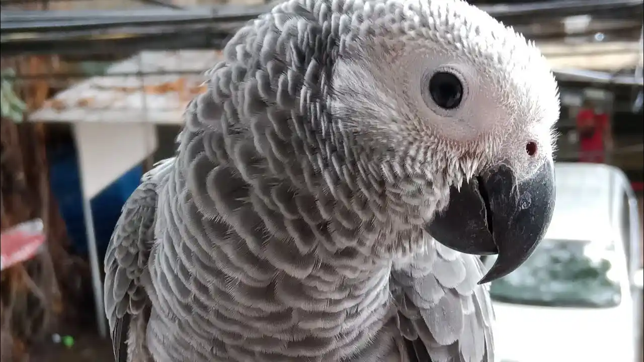 african grey parrot