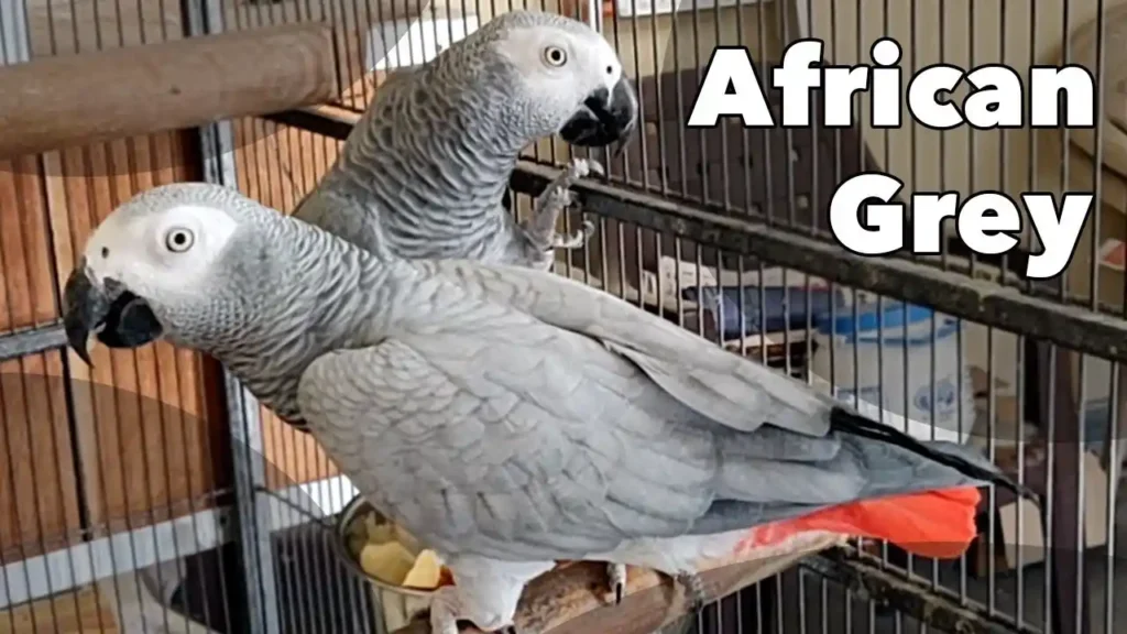 african grey parrot