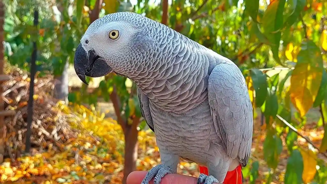 african grey parrot lifespan