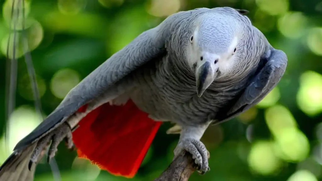 african grey parrot lifespan