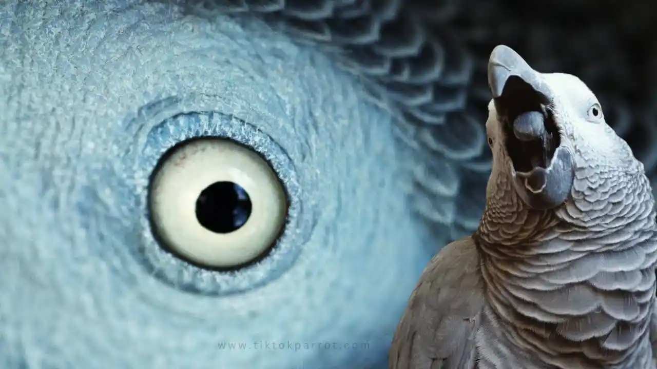 african grey parrot price
