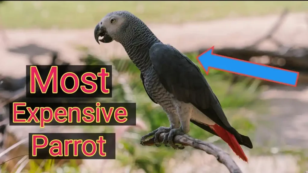african grey parrot price