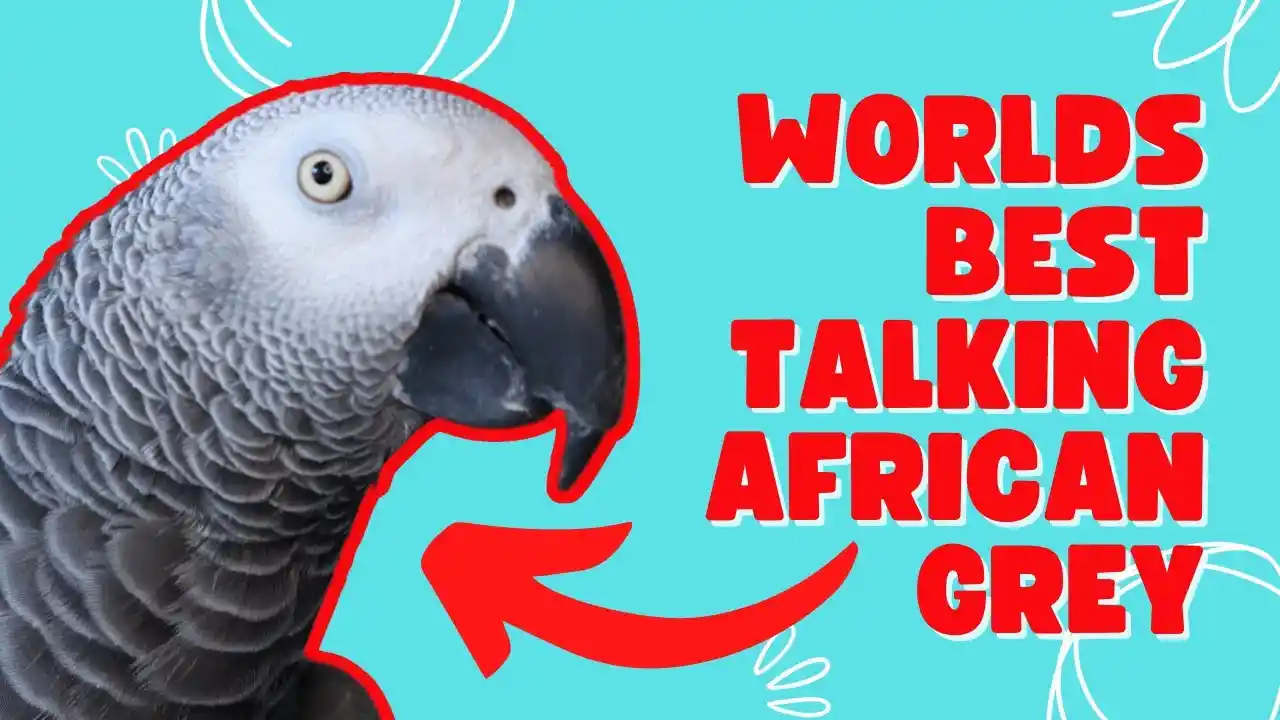 african grey parrot talking