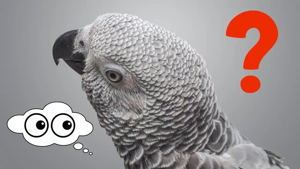 african grey parrot talking