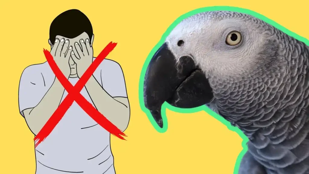 african grey parrot talking