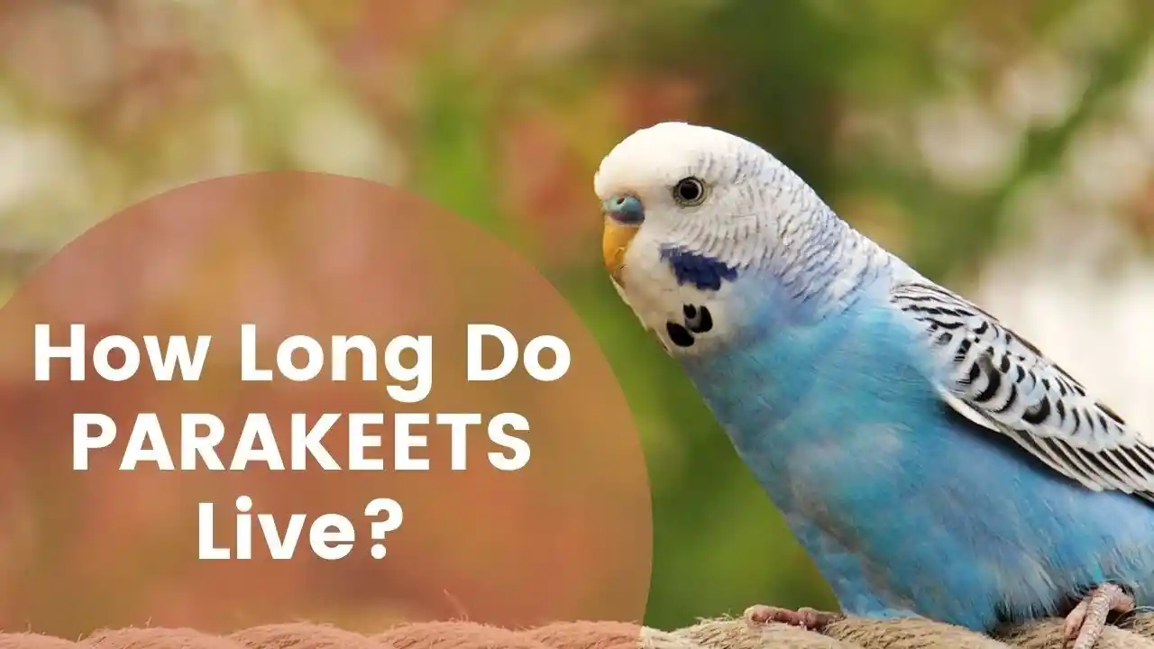 parakeet lifespan