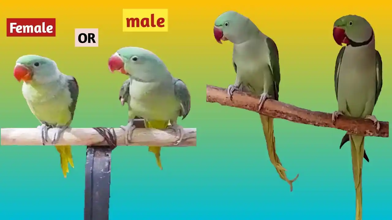 parakeet lifespan