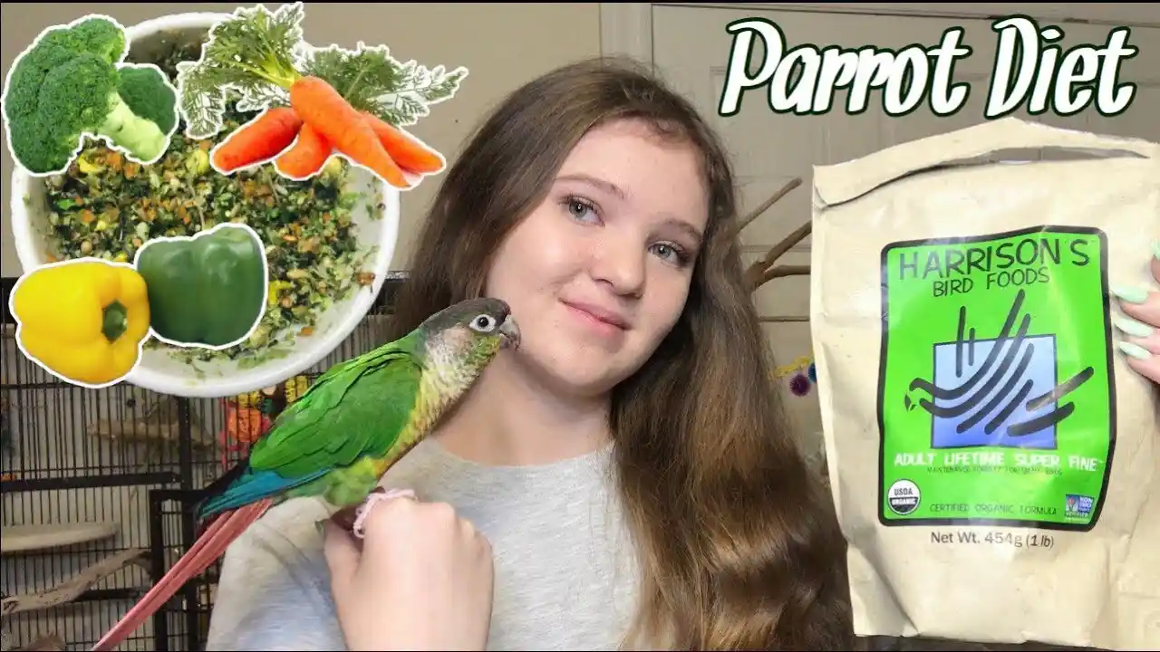 what do parakeets eat
