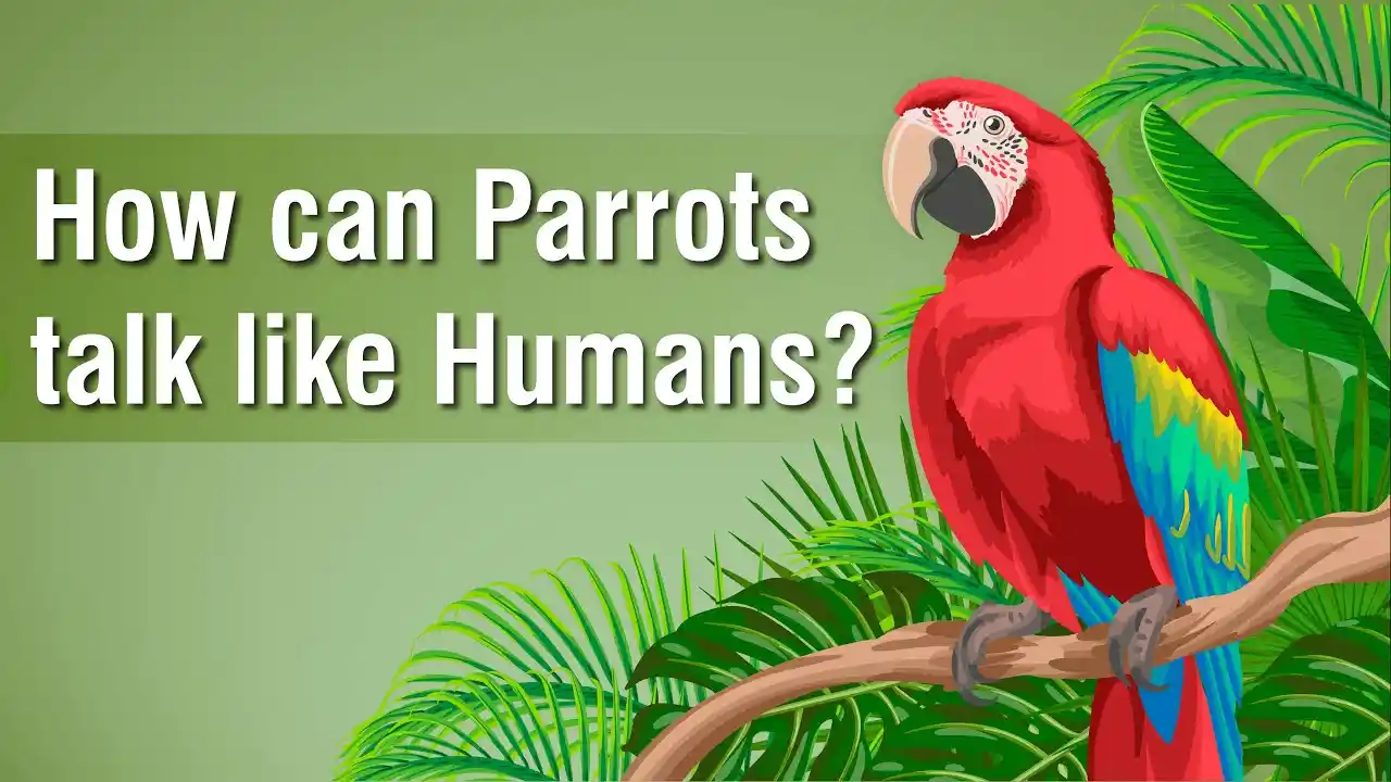 do parrots understand what they're saying