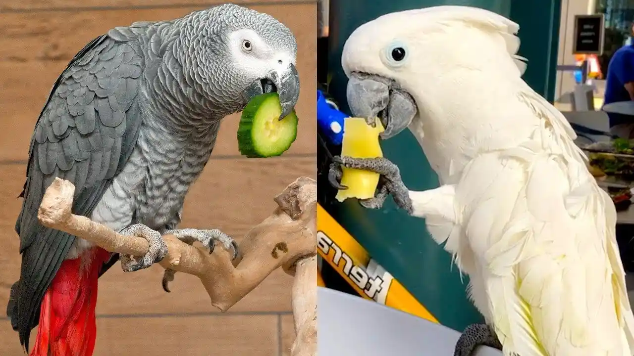 do parrots understand what they're saying