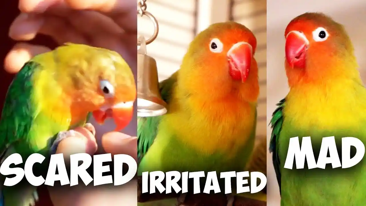 what is orange and sounds like a parrot