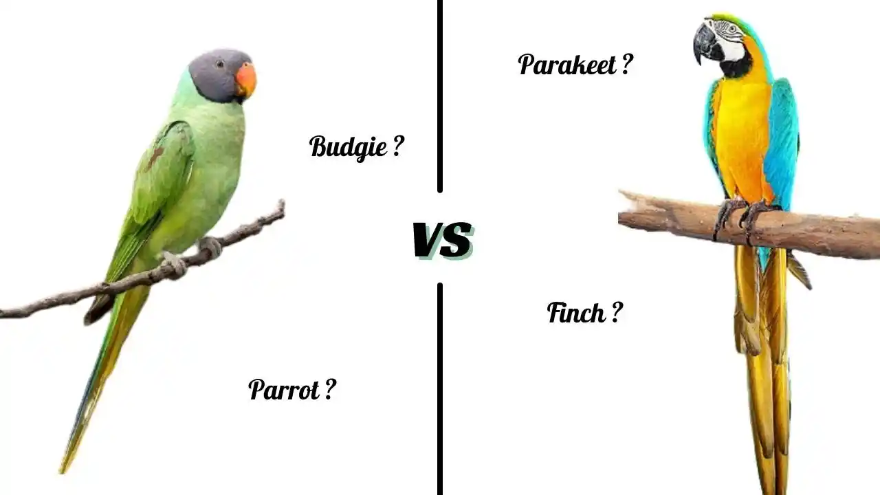 can parrots understand english