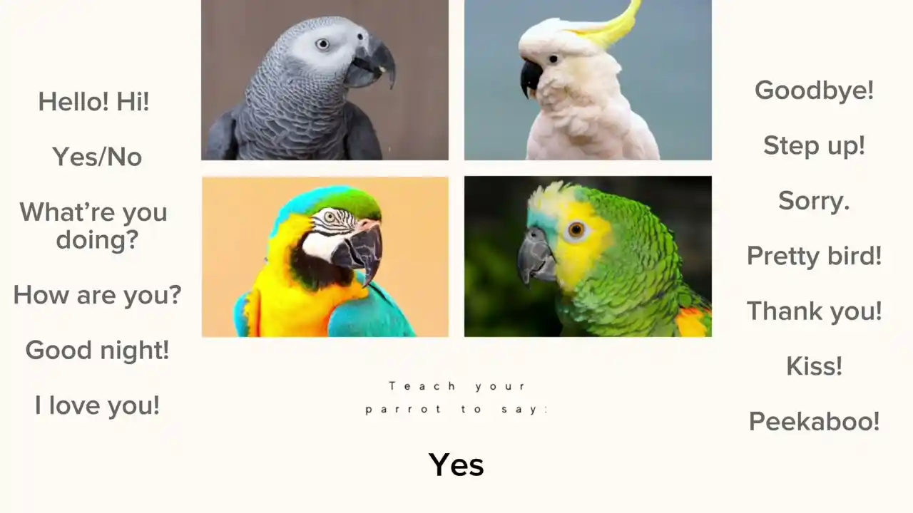 can parrots understand english