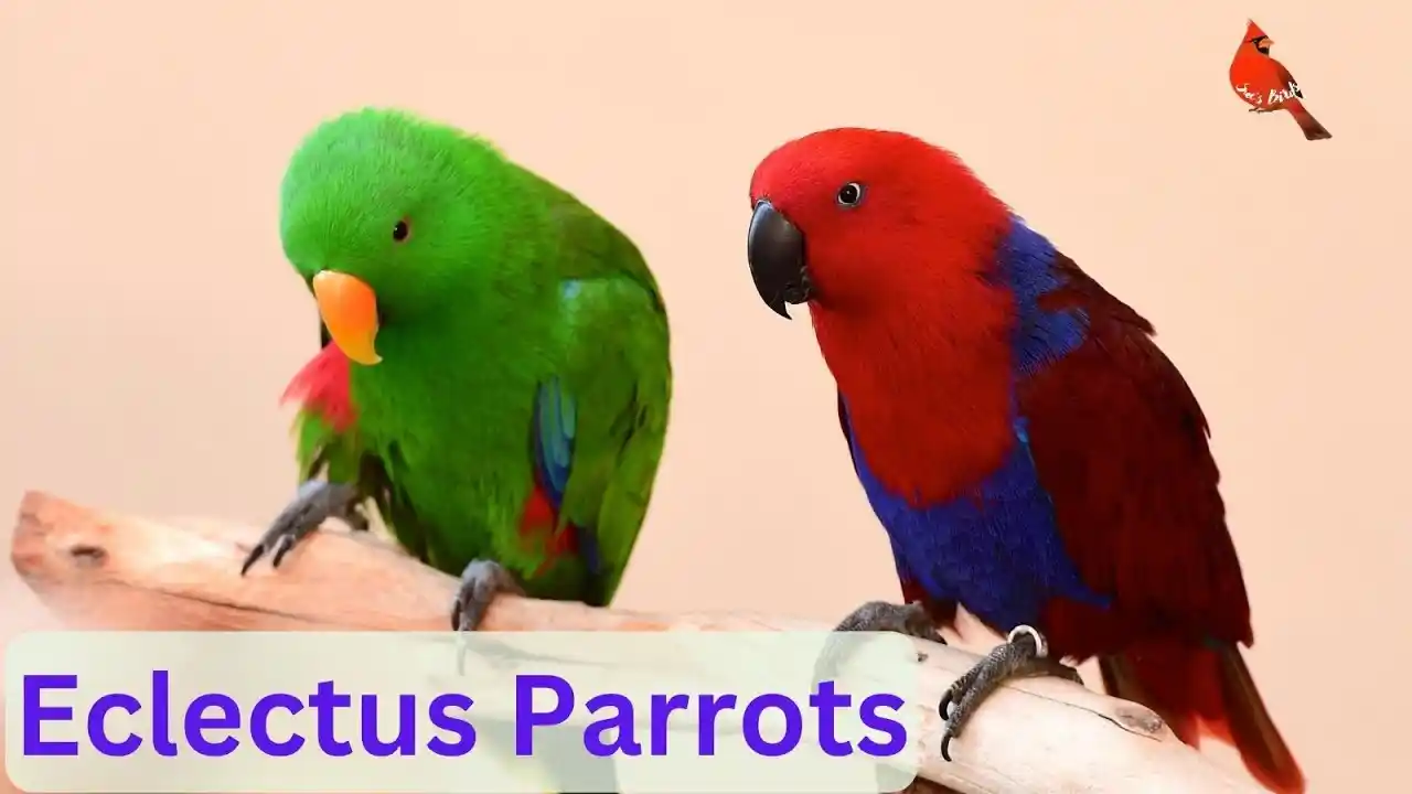 can parrots understand english