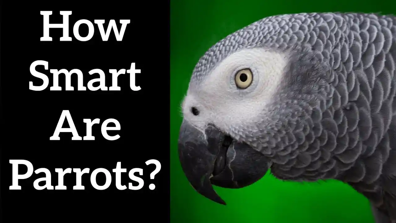 how do parrots mimic