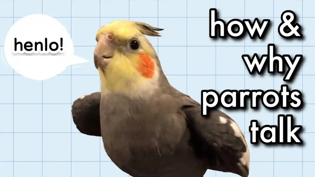 how do parrots mimic