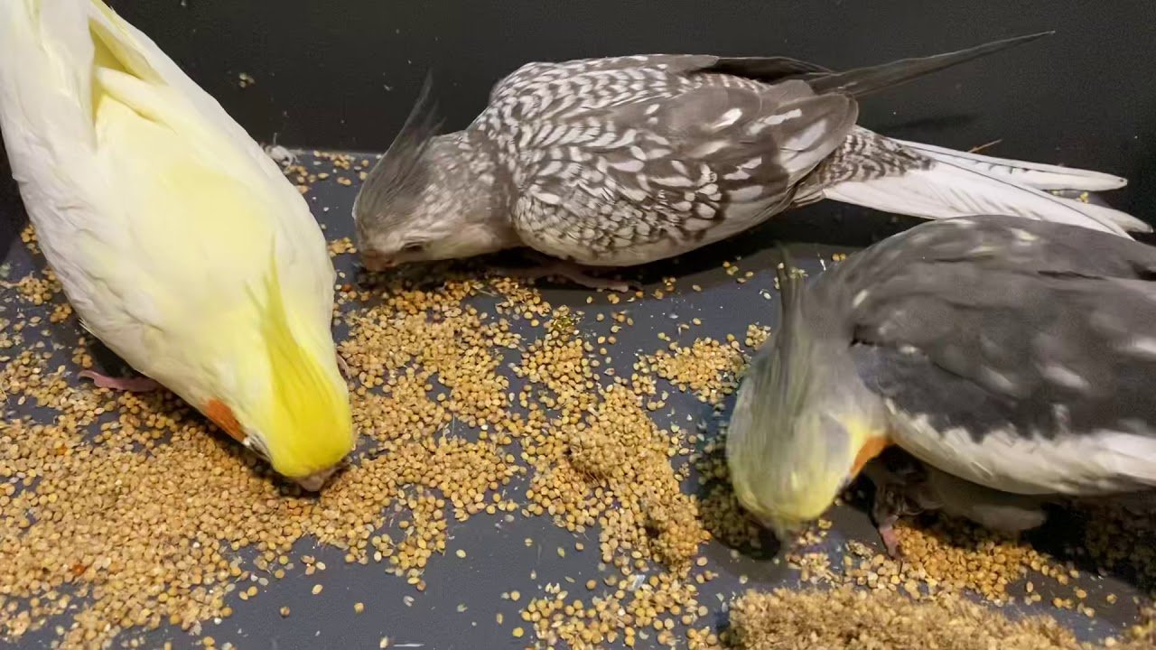 can cockatiels eat cucumber