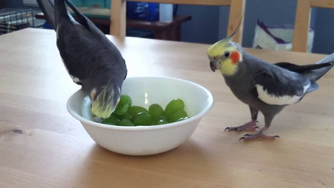 can cockatiels eat grapes