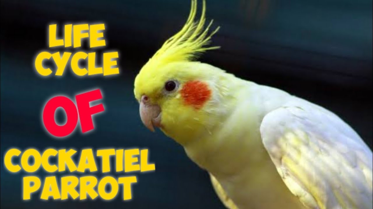 cockatiel life expectancy