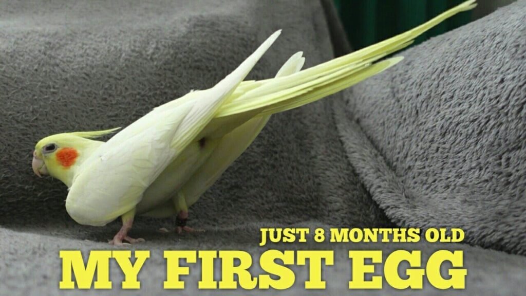 how many eggs does a cockatiel lay