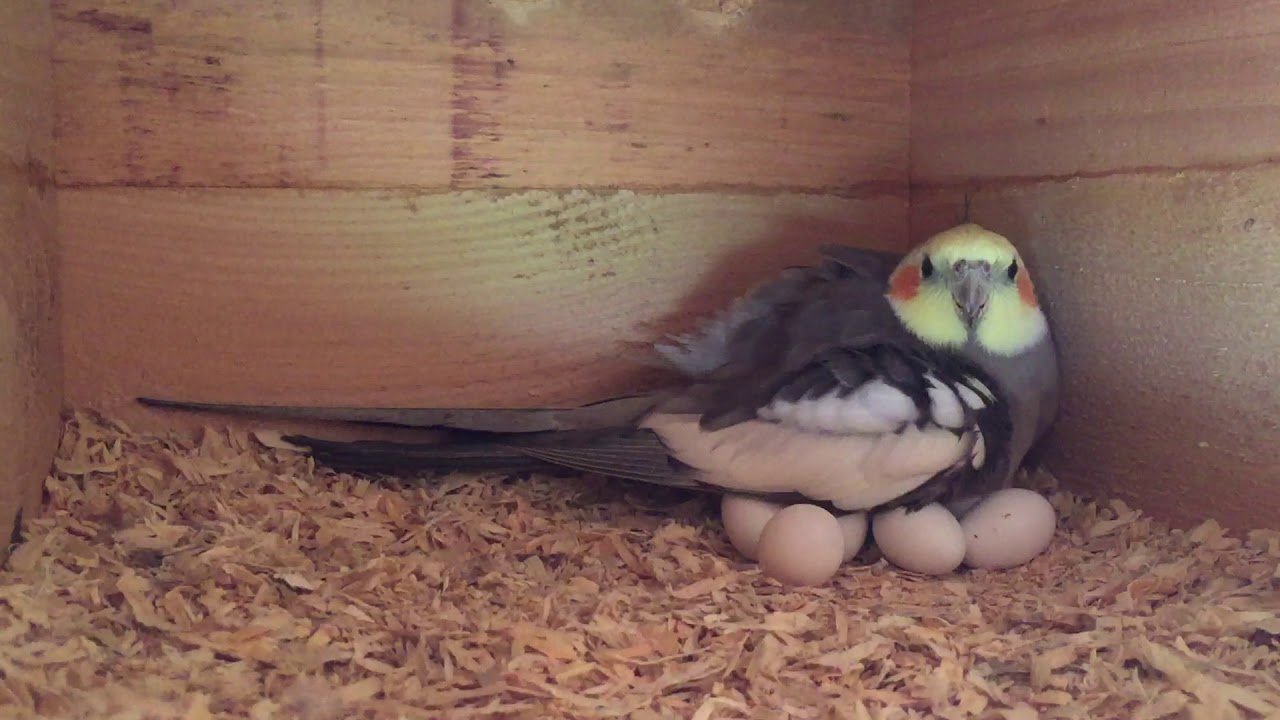 how many eggs does a cockatiel lay