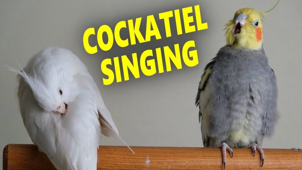 do cockatiels talk