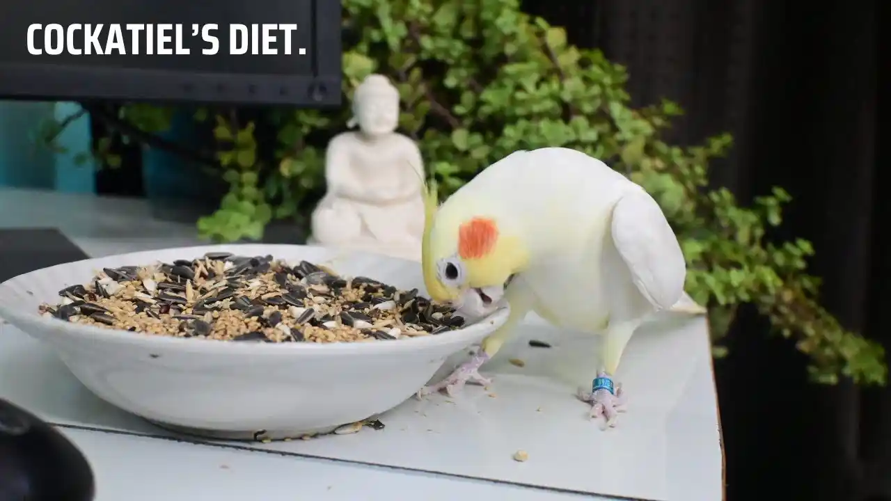 can cockatiels eat celery