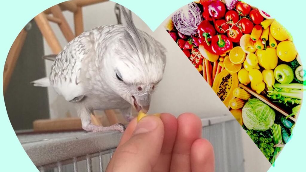 can cockatiels eat celery