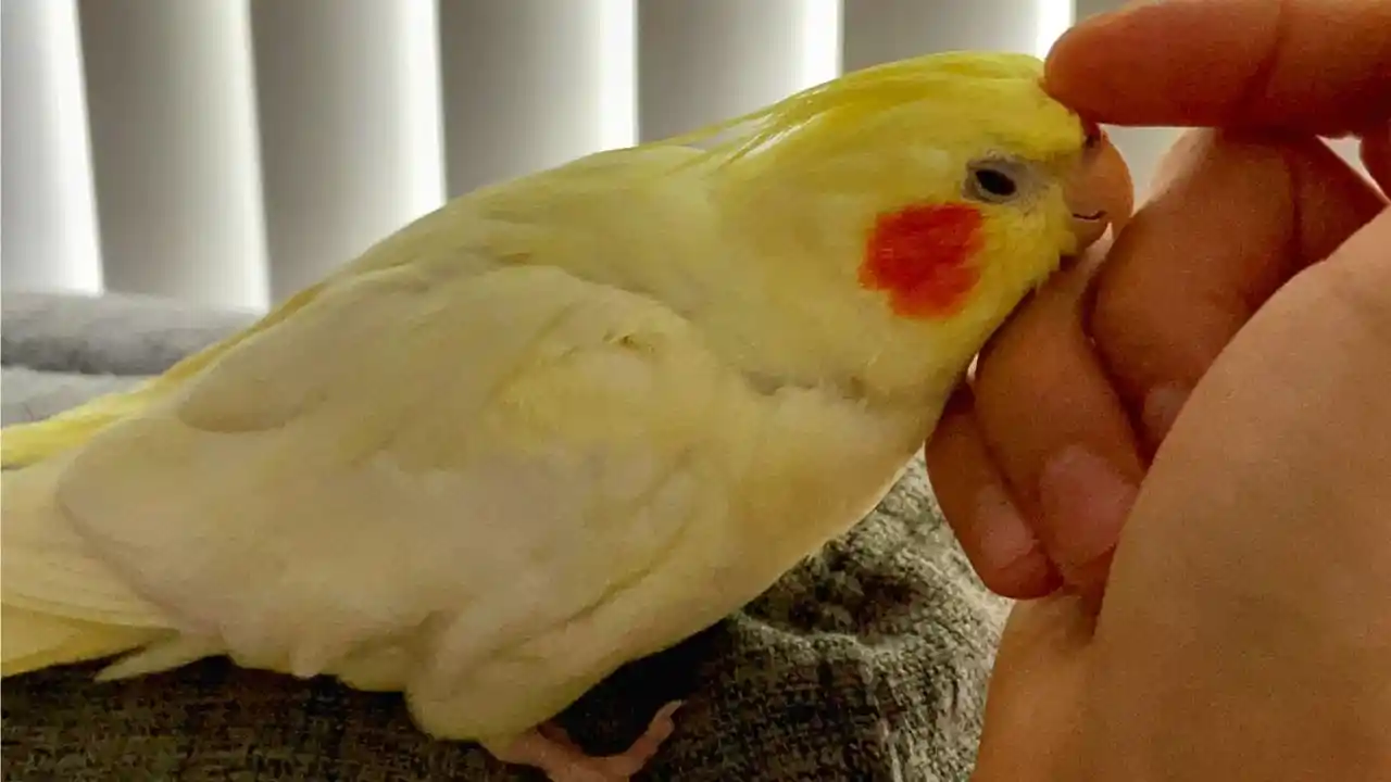 how do cockatiels sleep