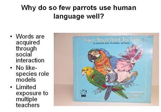 can parrots understand english