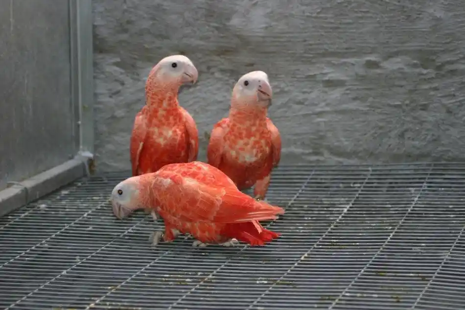 red african grey parrot
