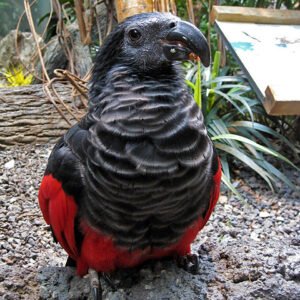Dracula Parrot for Sale