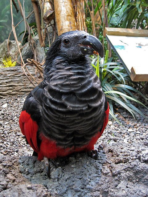 Dracula Parrot for Sale
